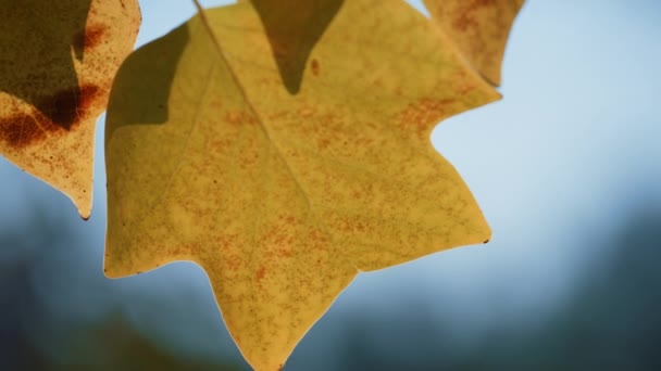 Primo piano bella foglia acero giorno d'autunno. Foglia d'oro ondeggiante vento. — Video Stock