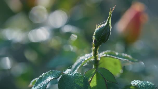 Zielona róża liści pokryte błyszczące rosy z bliska. Piękne tło natury. — Wideo stockowe