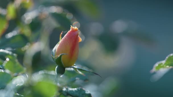 Bud rosa ros blommig trädgård. Närbild unbloomed blomma växande gröna buskar. — Stockvideo