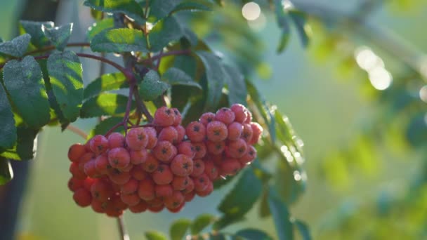 Bacche di sorbo rosso che crescono ramo verde da vicino. Juicy ashberry appeso ramoscello. — Video Stock