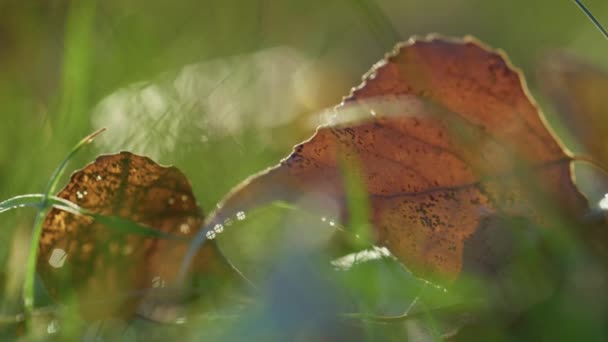 Gul torr löv liggande gräs höst dag närbild. Makro utsikt fallna blad utomhus — Stockvideo