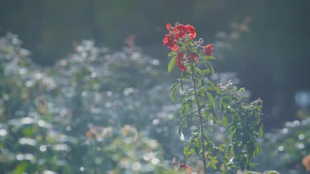 Flor selvagem vermelha florescendo dia ensolarado closeup. Flor crescendo no jardim floral. — Vídeo de Stock