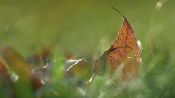 Närbild torrt löv liggande marken. Brun höst löv på solljus grönt gräs — Stockvideo