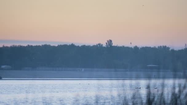 Estanque de cielo rosa antes del atardecer. Hermoso lago cerca del bosque en el crepúsculo. — Vídeos de Stock