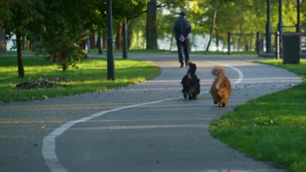 개 몇 마리가 가을 아침에 공원 길을 걷고 있습니다. 텃밭을 가고 있는 순종하는 두 마리의 애완 동물. — 비디오