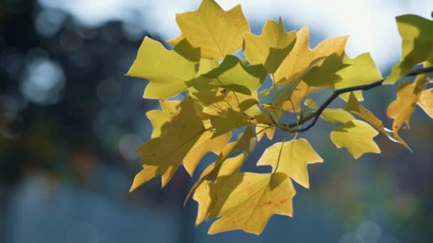 Rama exuberante árbol de arce día de otoño de cerca. Hojas coloridas sobre el fondo de la naturaleza — Vídeos de Stock