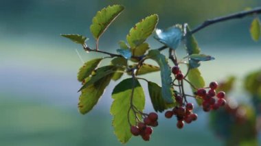 Branch Rowan Ağacı Sonbahar sezonu yakın çekim. İnce dalda sallanan meyve ağacı külleri..