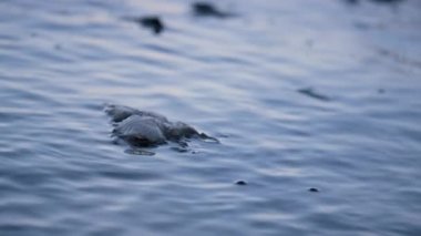 Su yüzeyindeki su nilüferleri yapraklarını birbirine yaklaştırır. Alga suda yüzüyor..