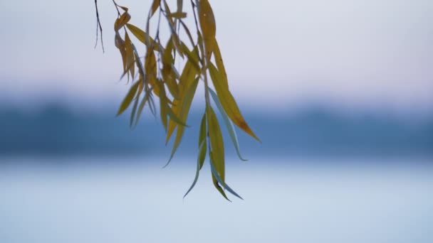 윌 로우 나무는 흔들리는 바람을 막아 준다. 대단 히 아름다운 자연의 개념. — 비디오