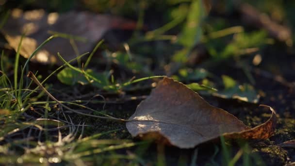 어둠 속에 묻힌 낙엽들을 감싸고 있습니다. 어두운 토양에 있는건 조 한 갈색 잎 풍경. — 비디오