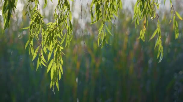 Automne branches paysage saule dans le parc. Feuilles vertes se balançant doucement sur le vent. — Video