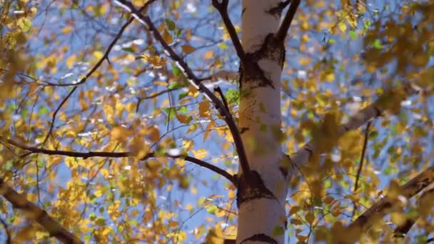 Tempo di autunno di betulla di fogliame colorato vicino. Bella foresta dorata. — Video Stock