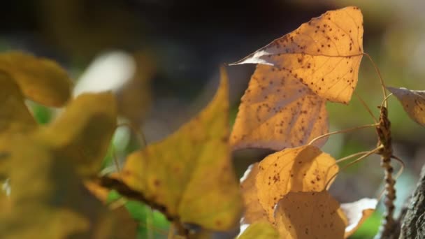 가을 공원에서는 황금빛 잎으로 자작나무를 덮는다. 아름다운 숲을 바라봄 — 비디오