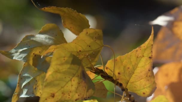 黄色の葉の成長白樺の木晴れた日を閉じます。美しい秋の風景. — ストック動画