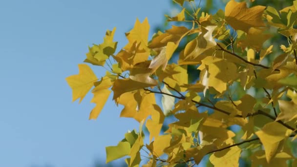 Gul lönn lämnar solig dag. Närbild träd grenar med färgglada blad. — Stockvideo