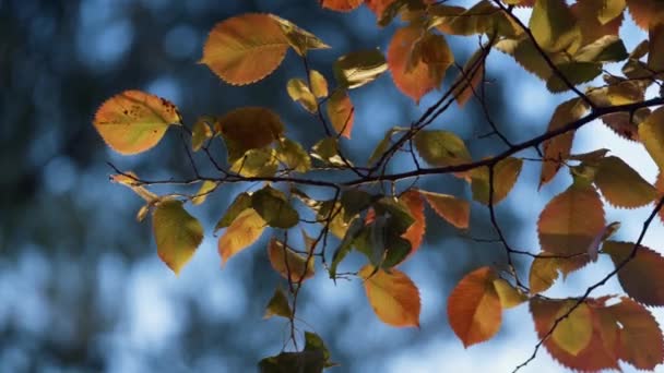 Wind swing kleurrijke bladeren op dunne tak close-up. Droge bladeren vallen op de grond. — Stockvideo