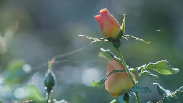 Pink rose bud growing floral garden close up. Sunlight shine on blossom bushes. — Stock Video