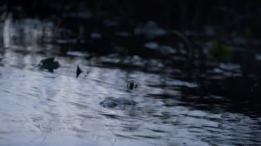Göl suyu bulutlu akşam gökyüzünü yansıtıyor. Çiğnenmiş yüzey karanlık su birikintisi algler ile.