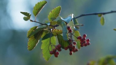 Rowanberry Bunch sonbahar sezonu kapanıyor. Açık havada yetişen yeşil böğürtlen ağacı.