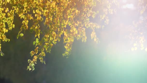 Árbol de abedul follaje iluminado con luz solar dorada de otoño. Temporada dorada en el bosque. — Vídeos de Stock