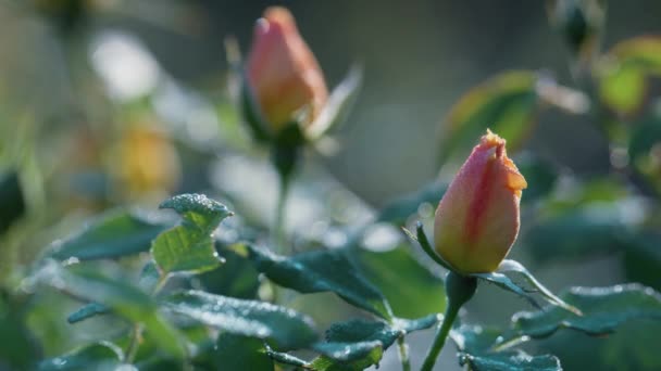 Sanfte Rosenknospen am sonnigen Tag aus nächster Nähe. Ungeblühte Blumen wachsen grüne, üppige Sträucher — Stockvideo