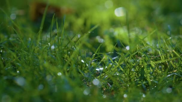 Cancella rugiada brillante erba verde da vicino. Foresta prato coperto vegetazione lussureggiante. — Video Stock
