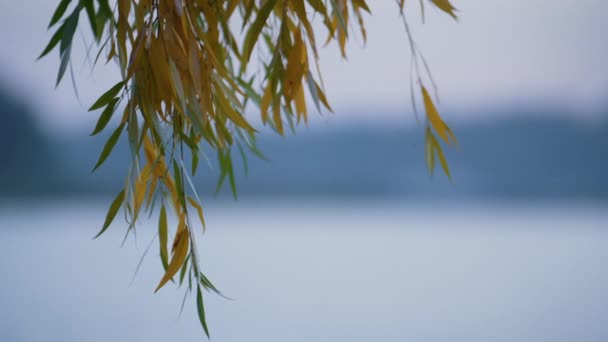 Wierzba gałązki jeziora tło blisko. Kolorowe liście drzew wiszą nad wodą. — Wideo stockowe