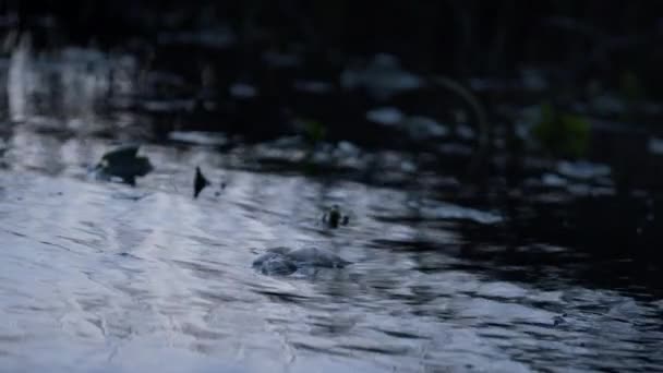 Meer water weerkaatst bewolkte avondlucht. Geribbelde oppervlakte donkere vijver met algen. — Stockvideo