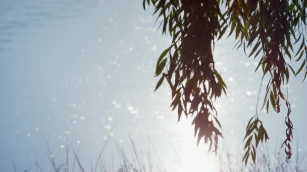 Trauerweiden wachsen im Parkteich. Helles Sonnenlicht reflektiert die Oberfläche des Sees. — Stockvideo