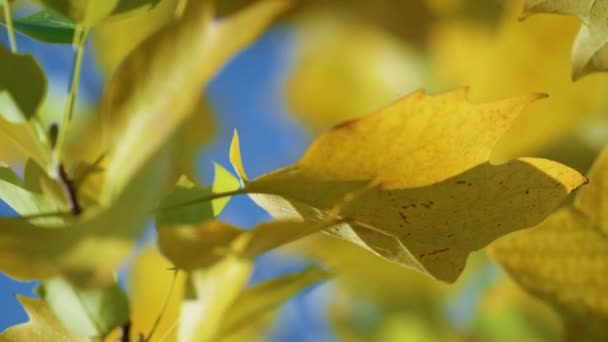 金黄枫叶长出细枝条.多彩的树叶在风中沙沙作响. — 图库视频影像