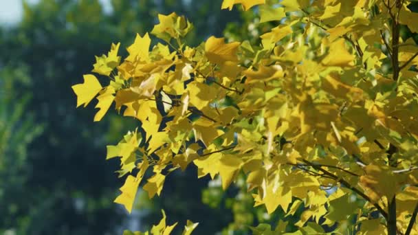 Gele esdoorn boom staat groen bos. Colofrul gebladerte zwaaien op de wind. — Stockvideo