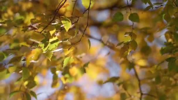 Betulla ramoscelli ondeggiante vento giorno d'autunno. Rami con albero pendente fogliame colorato — Video Stock