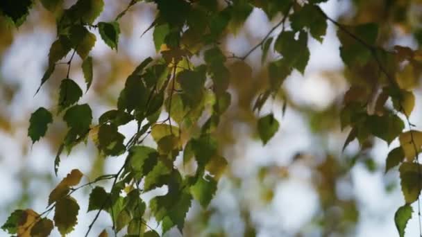 Πολύχρωμο φύλλο σημύδας αιωρείται στον άνεμο. Όμορφο φύλλωμα ταλάντευση του φθινοπώρου. — Αρχείο Βίντεο