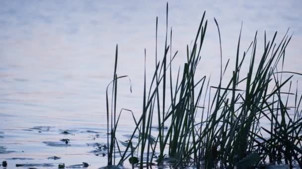 Grönt rörblad stående vatten närbild. Tyst höst landskap park sjö yta. — Stockvideo