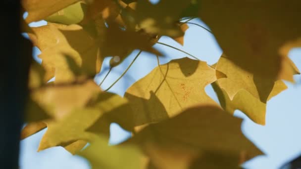 Árbol de arce dorado exuberante que crece bosque de otoño. Follaje amarillo viento oscilante. — Vídeos de Stock