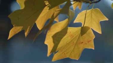 Sakin sonbahar yaprakları güneş ışığına yakın. Rüzgâr altın yaprakları sallıyor.