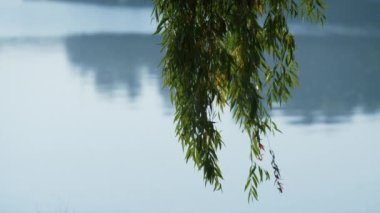 Su yüzeyinde sallanan yeşil söğüt ağacı yaprakları. Sprig 'ler gölün üzerinde.
