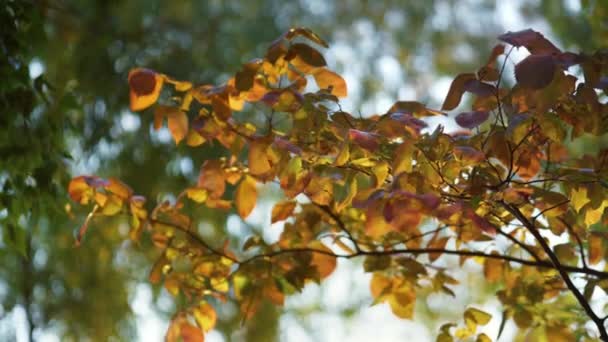 Jardín de otoño colorido follaje día soleado. Primer plano árbol de hojas doradas a la luz del sol — Vídeos de Stock