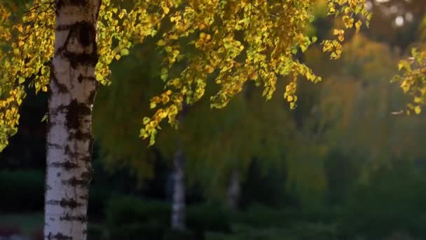 Daun kuning bergoyang sinar matahari terang di luar ruangan. Pohon Birch di hutan musim gugur. — Stok Video