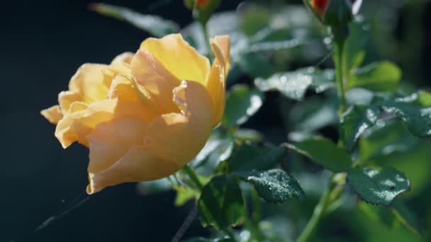 Amarelo rosa florescendo arbusto de perto. Flor crescendo em arbustos exuberantes dia de outono. — Vídeo de Stock