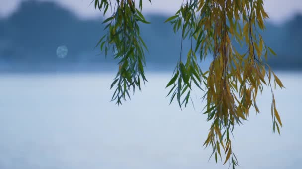 Árbol de sauce de ramas coloridas en el fondo del lago. Follaje amarillo colgando primer plano — Vídeo de stock