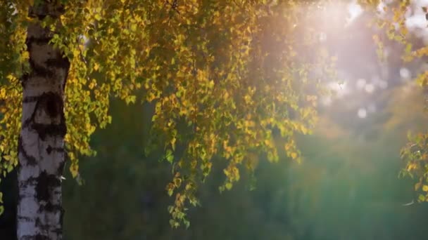 Björklöv upplyst gyllene solljus höstkväll. Landskap lugn skog. — Stockvideo