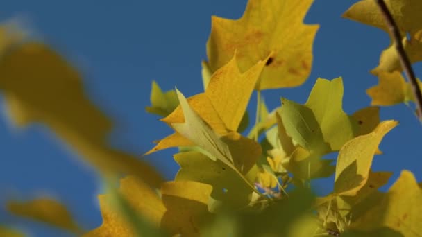 Bližší žluté javorové listy ozářily podzimní sluneční světlo. Krásný barevný les — Stock video