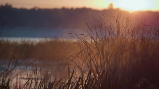 Quiet sunrise beautiful pond. Morning fog lying on grass stems near water. — Stock Video