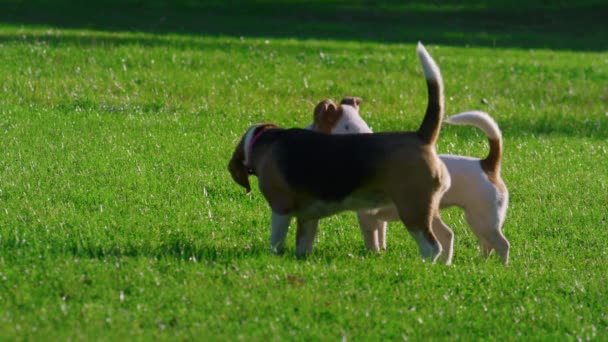 Две собаки стоят в солнечном парке. Родословные отдыхают, играя на открытом воздухе. — стоковое видео