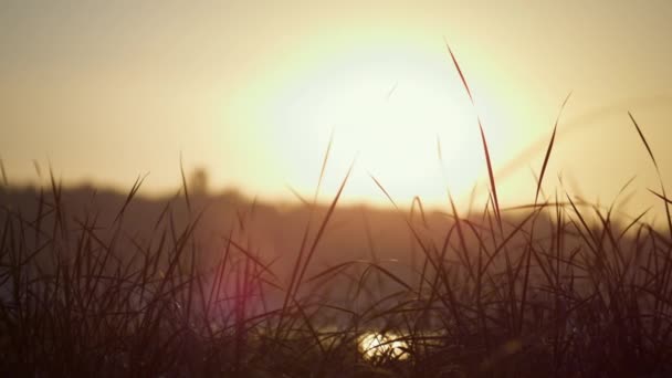 Soft light setting sun over green grass. Quiet landscape yellow sunset on marsh. — Stock Video