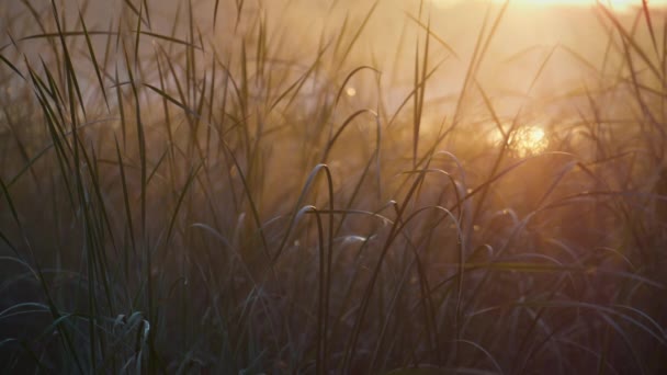 Light morning fog lying reed on sunrise close up. Water grass lit soft sunshine. Royalty Free Stock Video