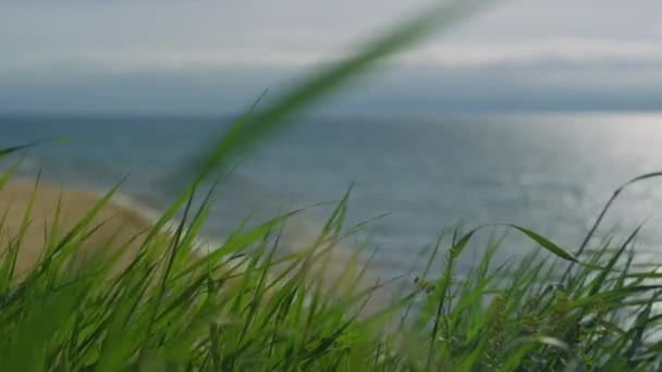 Grönt gräs flyttar vind bris på havet stranden. Vackra havsvågor i naturen. — Stockvideo