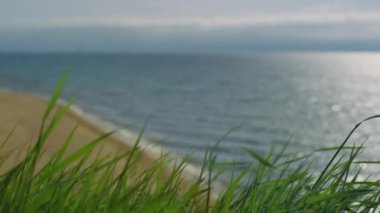 Çimenler deniz sahilini dışarı taşıyor. Okyanus dalgaları kumsal manzarasına çarpıyor.. 