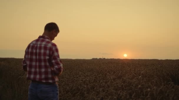 Agronomist man onderzoekt gewas ochtend tarweveld. Zakenman inspecteert oogst — Stockvideo